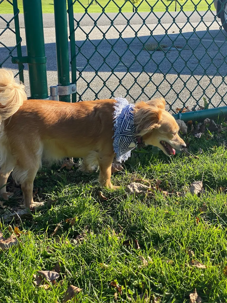 Dog Park at Thomas Bull Memorial Park