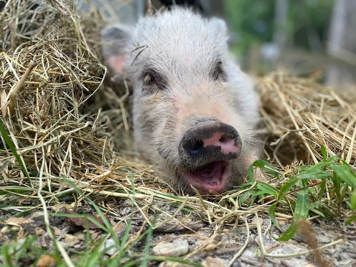 Hidden Acres Animal Sanctuary, Therapy & Rescue