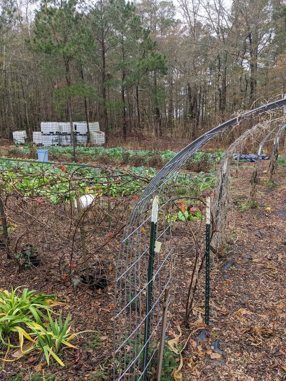 Philipp elderberry farm crafty maibritt