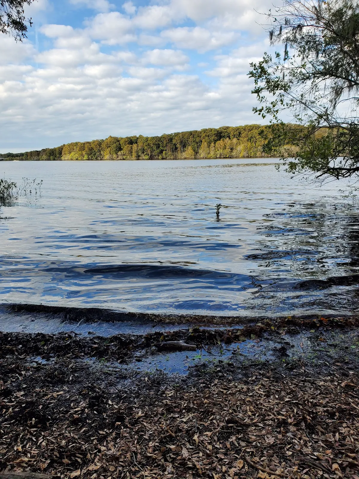 Cypress Glen Campground Withlacoochee State Forest