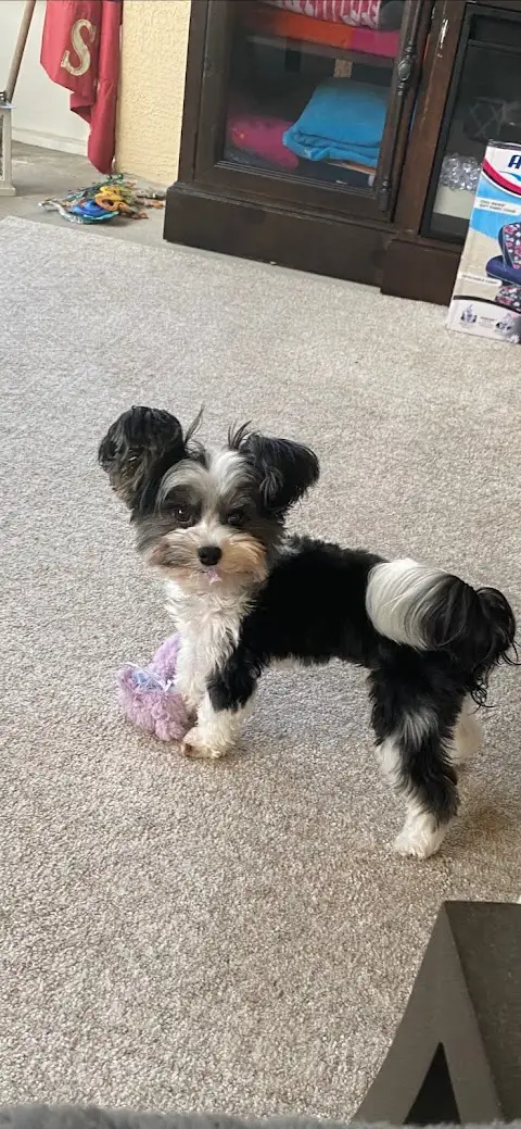 Jennifer's Dramatic Paws