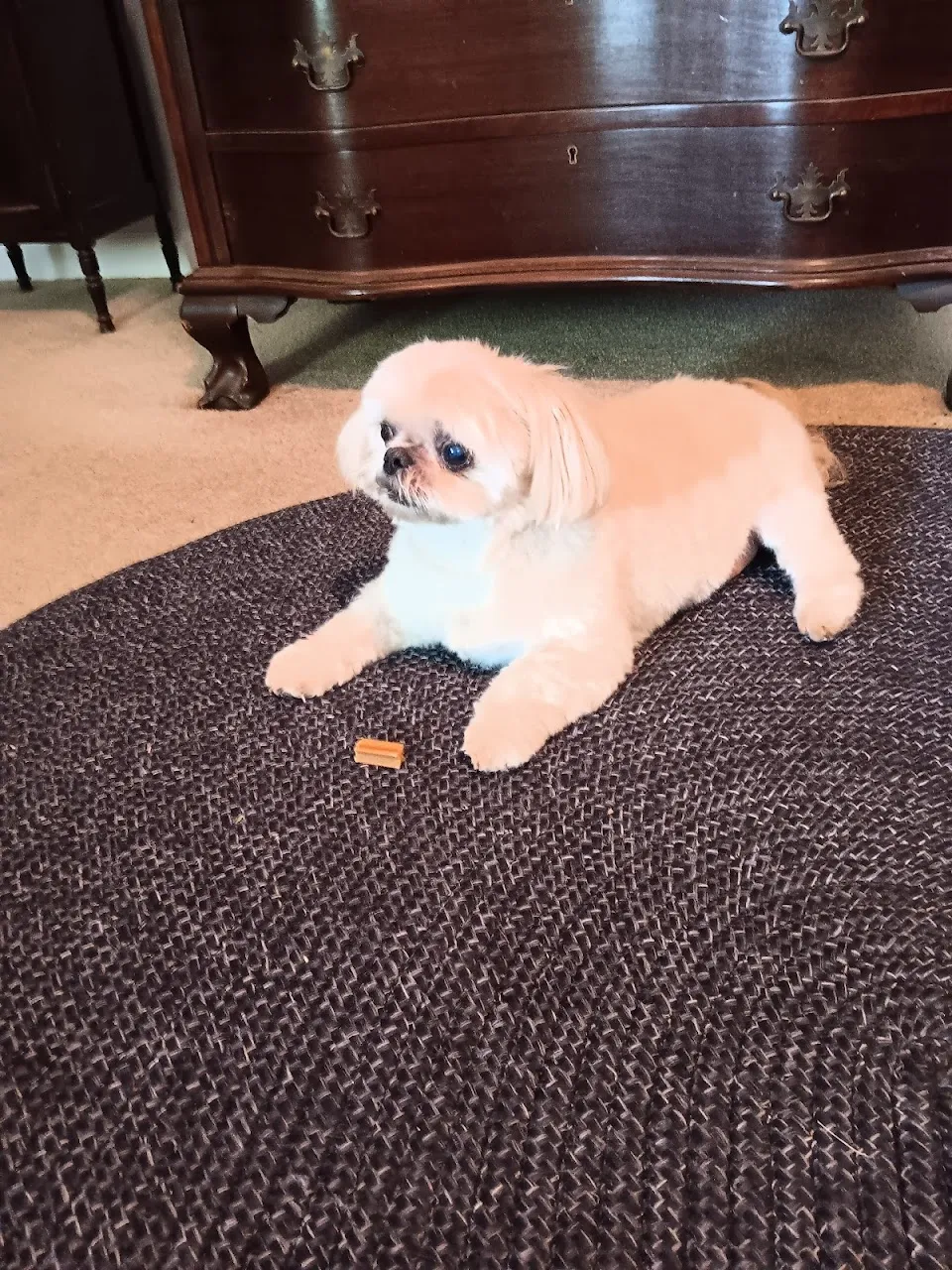 Woof Gang Bakery & Grooming Summerville