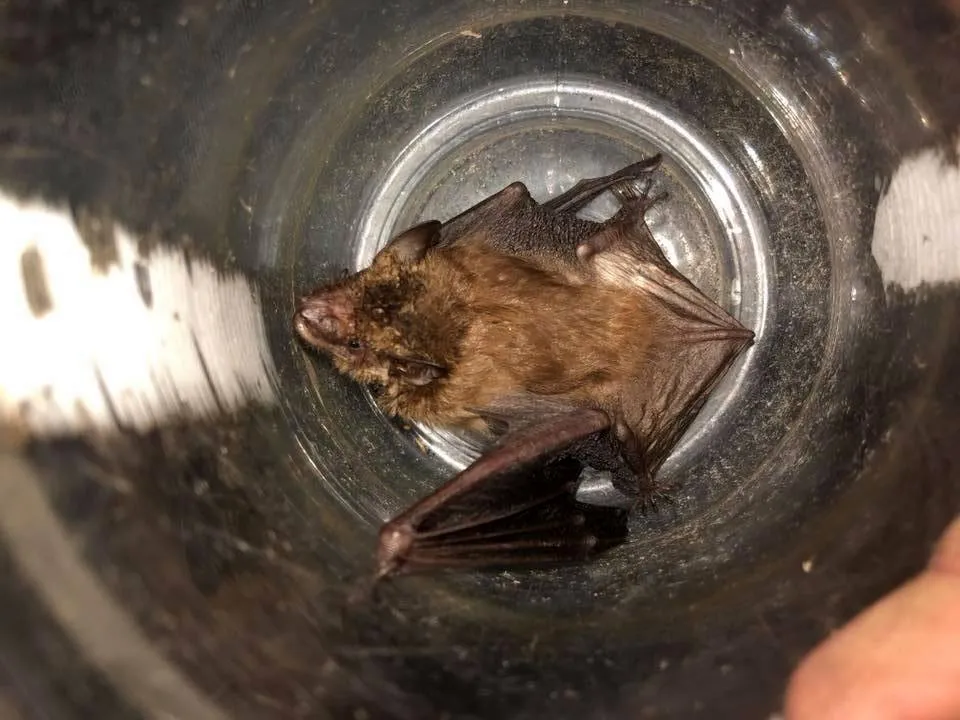Wildlife Removal St. Louis