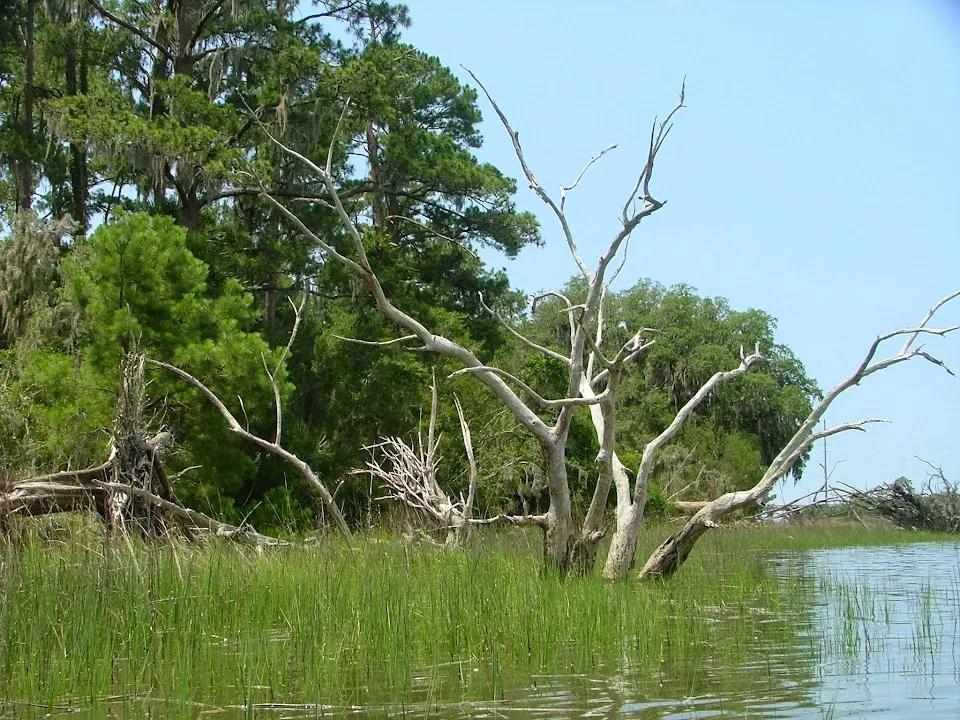Moon River Kayak Tours and Rentals