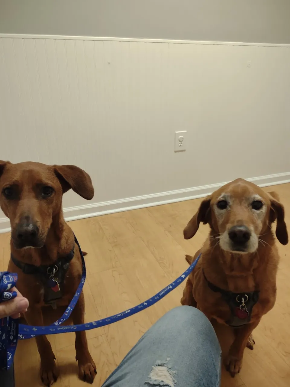 Animal Medical Clinic of Goose Creek Inc