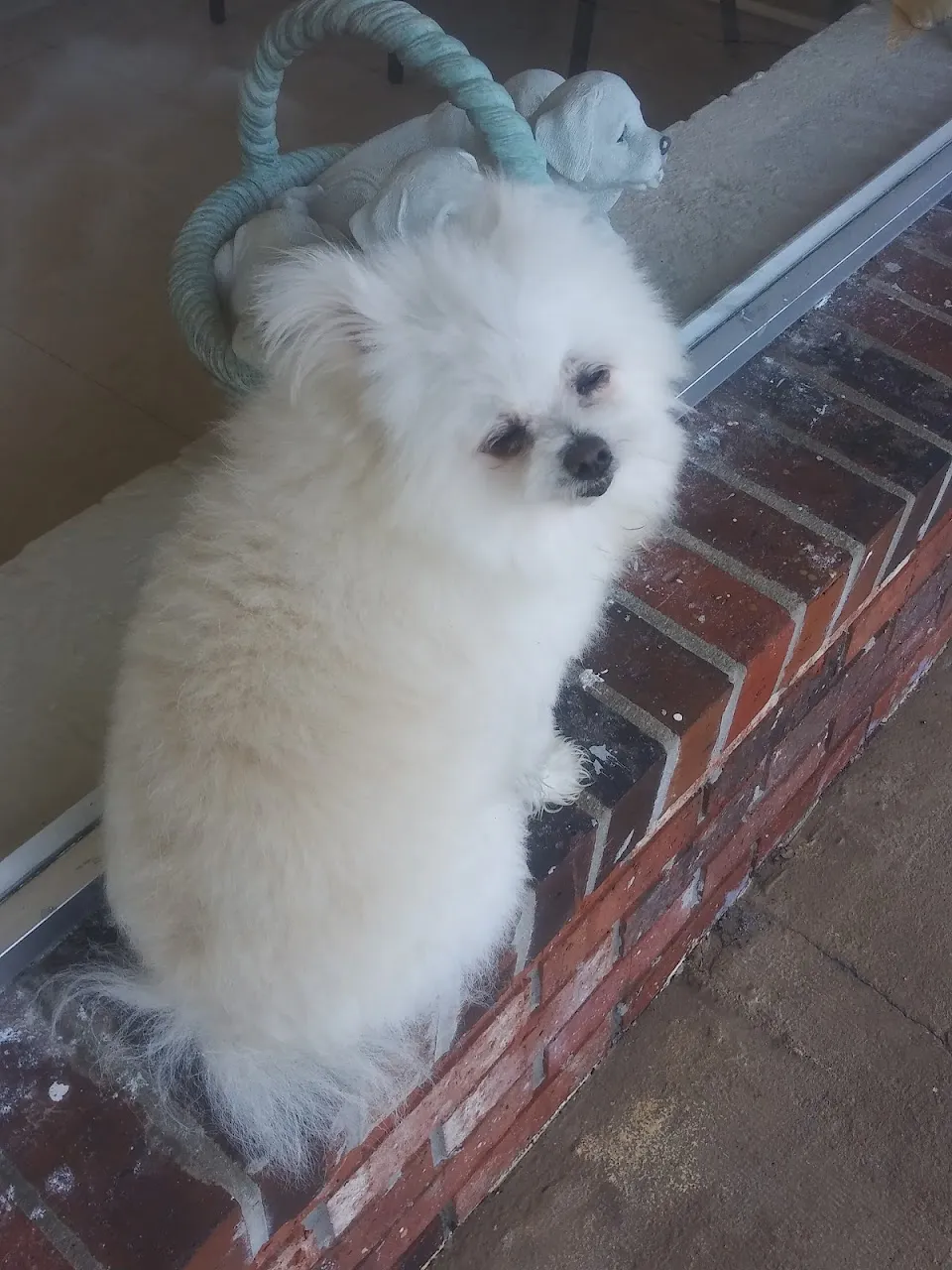 Pick of the Litter