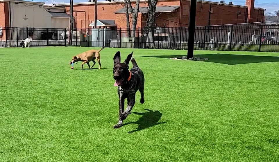 Easton Dog Park