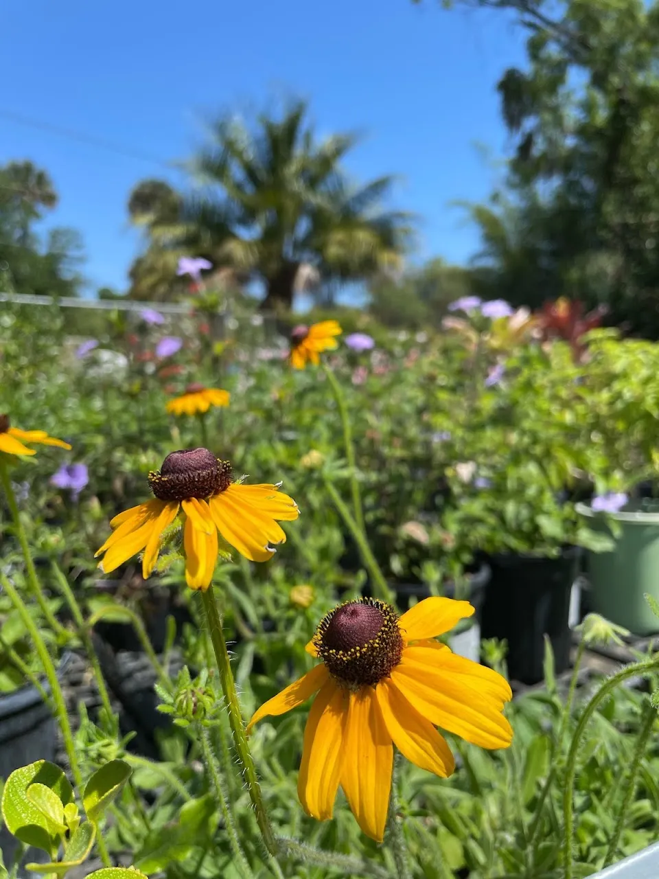 Lindley's Garden Center