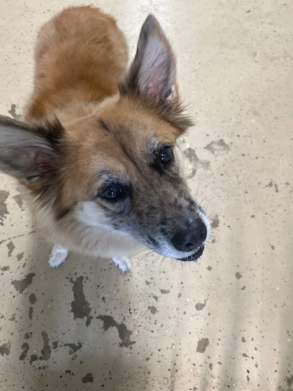 Libbylu’s Puppy Do’s