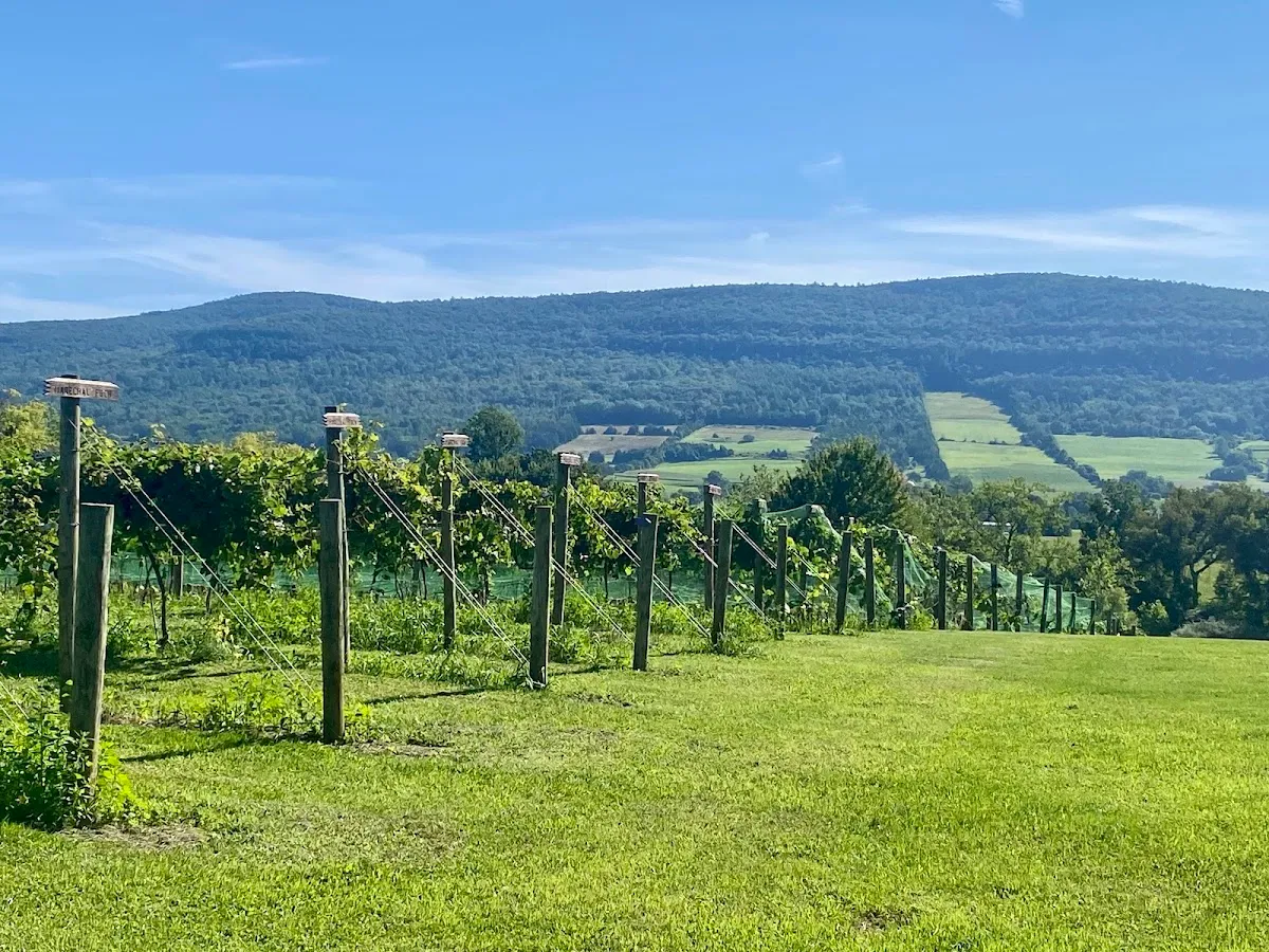 Middleburgh Winery, LLC