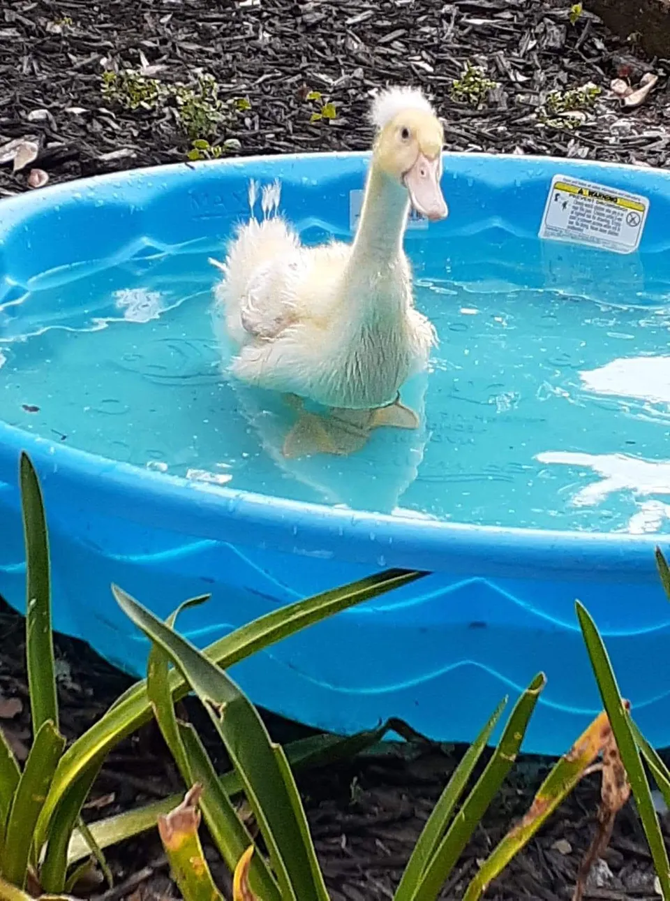 VIP Pet Resort