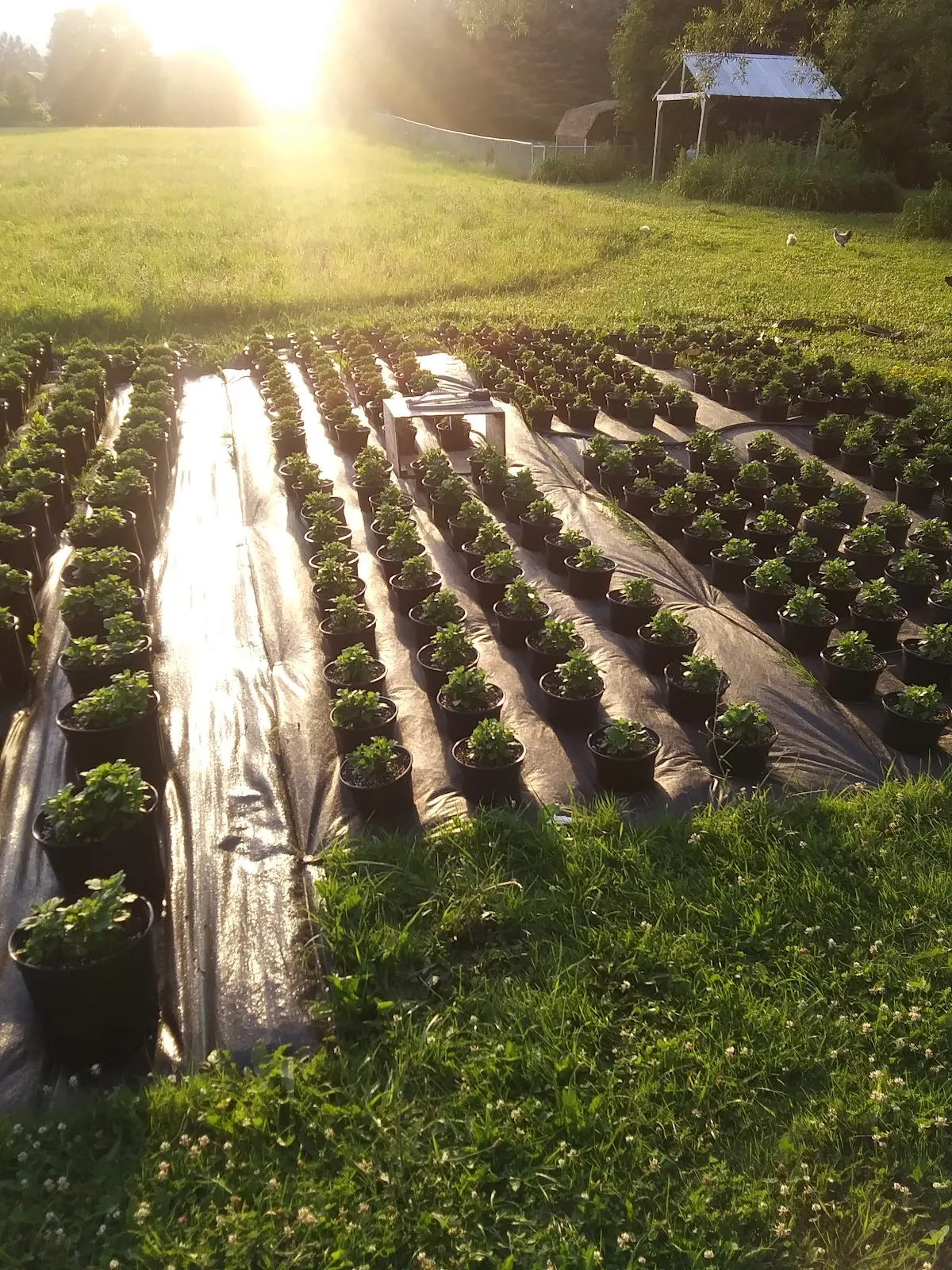 Blue Star Farm & Cidery