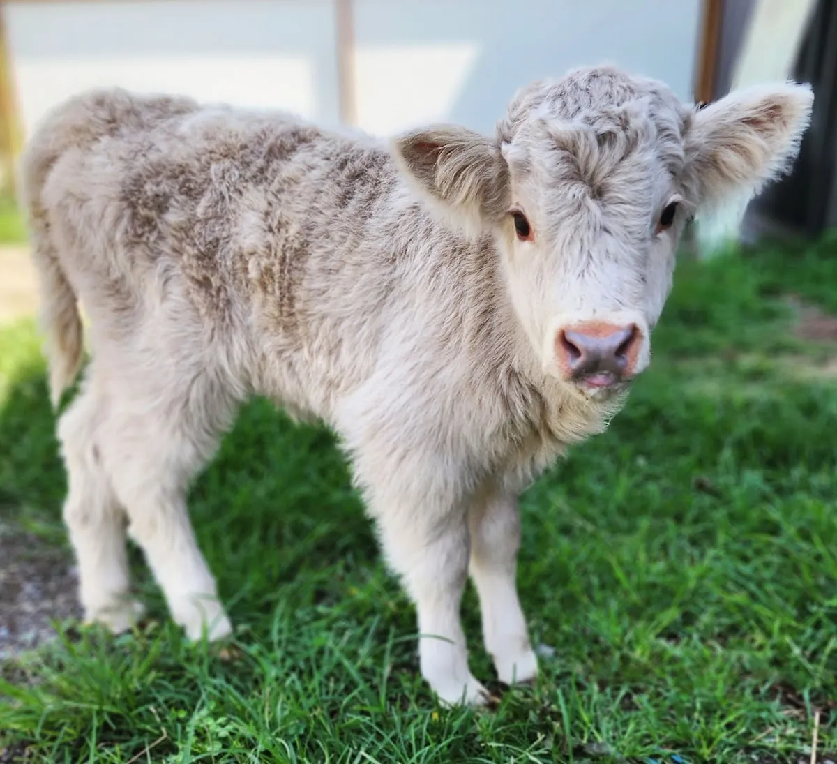 Krazy W Farm