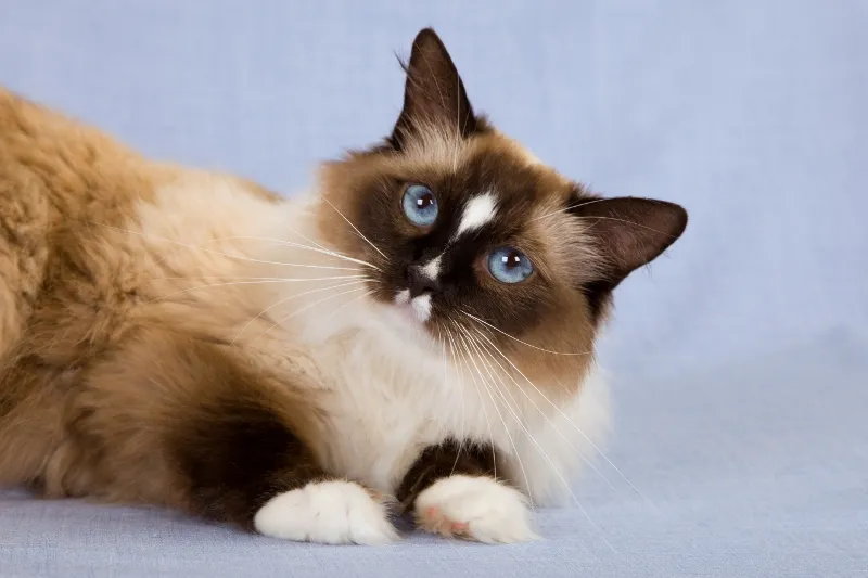 Ragdoll Kittens