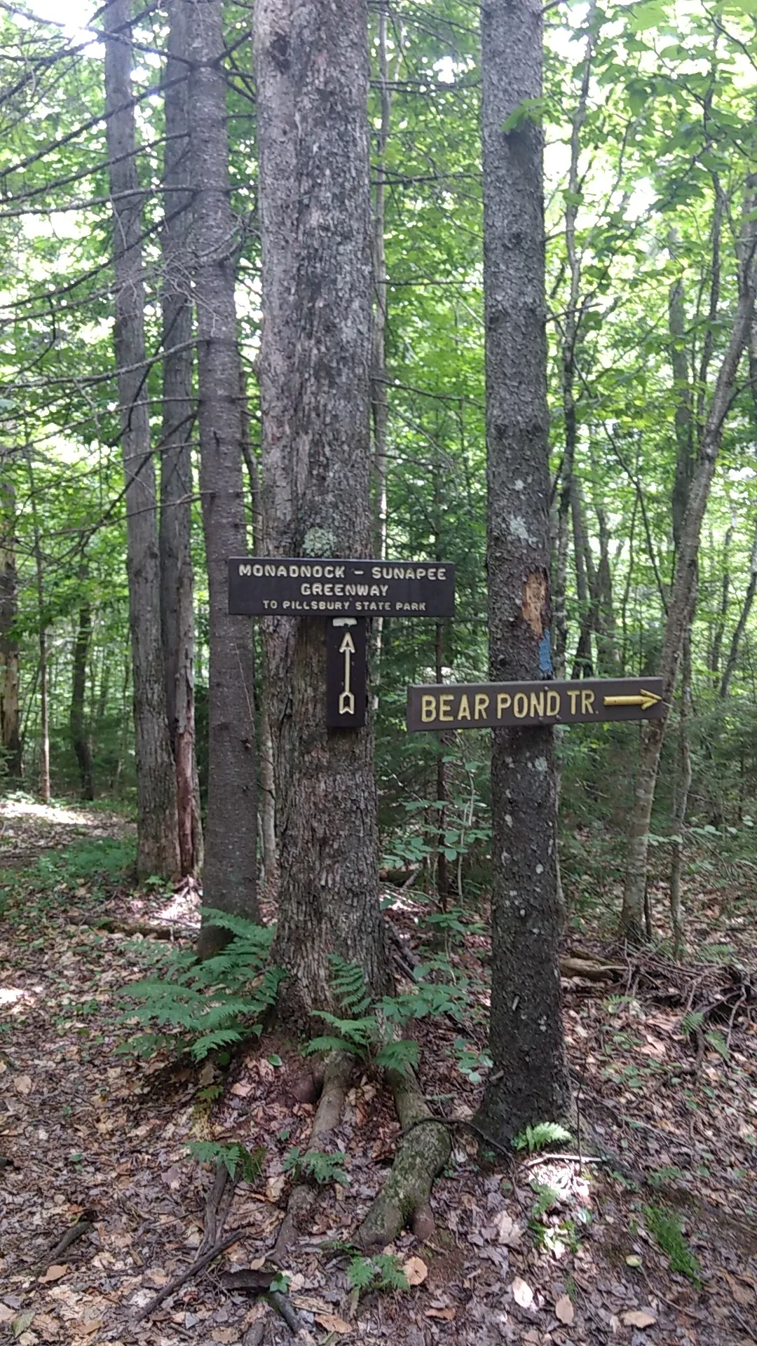 Bear Pond Trail at Pillsbury State Park