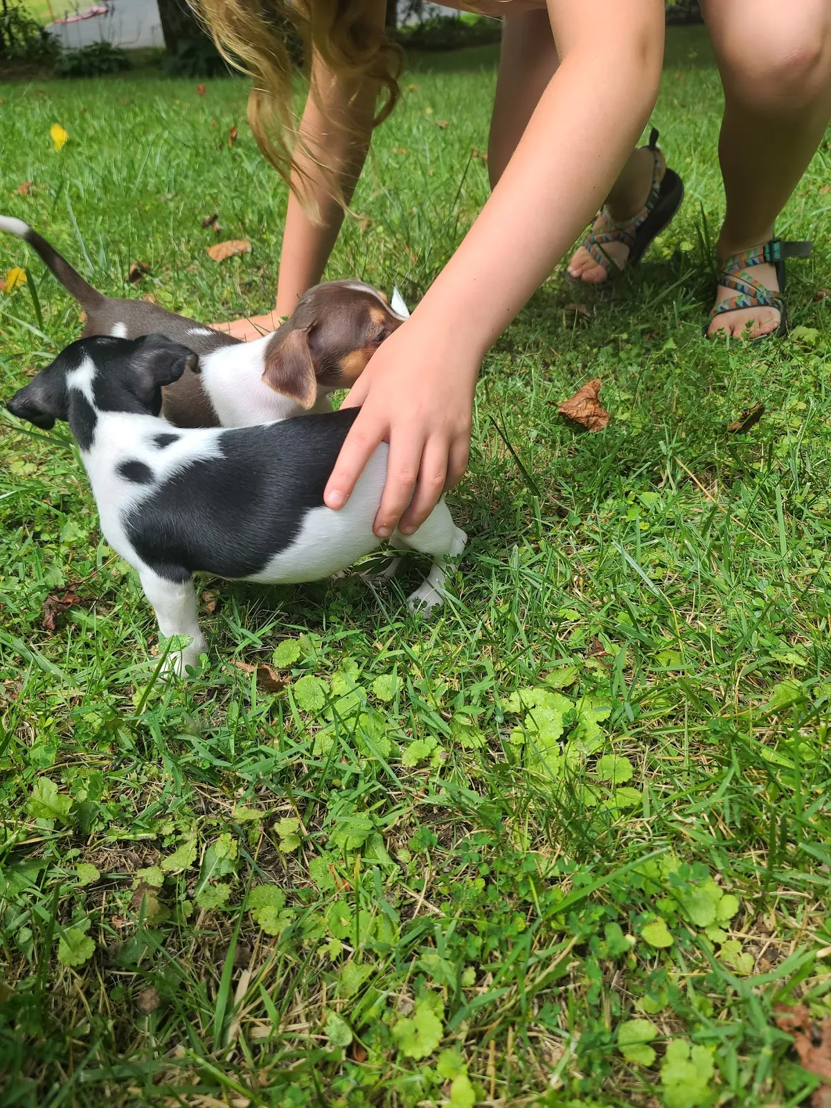 Another Chance Rescue, Rehab & Sanctuary