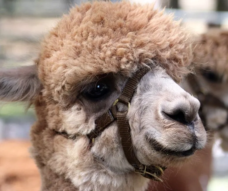 Guardian Angel Alpaca Llama Ranch