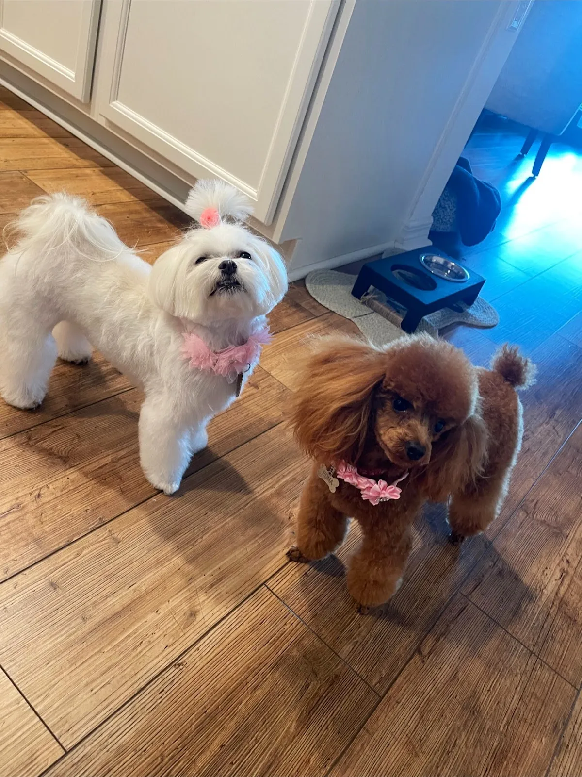 SARAHS DOG GROOMING STUDIO LLC