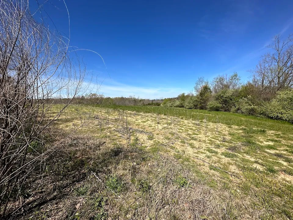 Dove Field