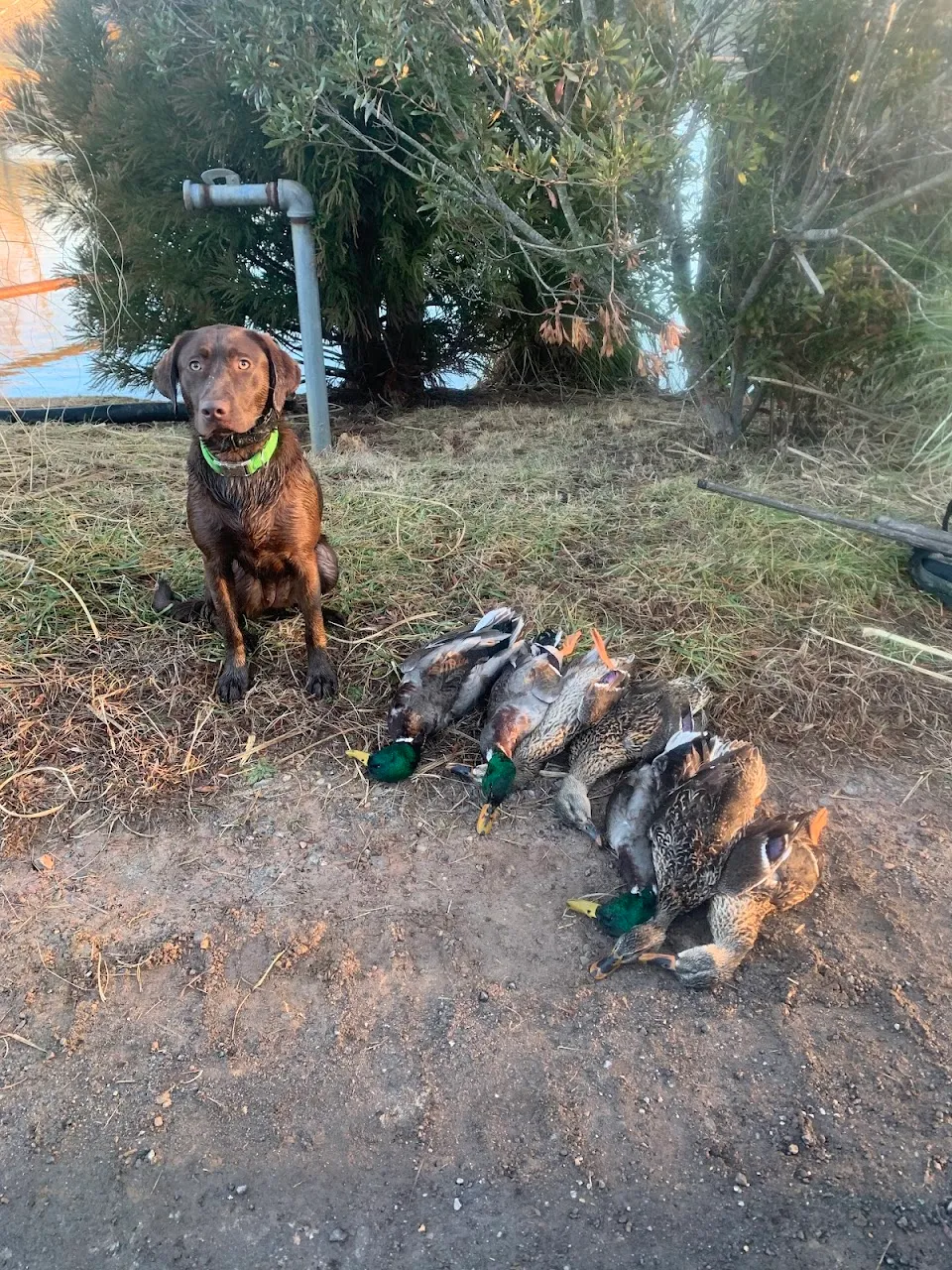 Wiley Creek Duck Preserve