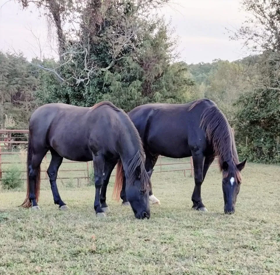 Five Winds Farm Bed and Barn