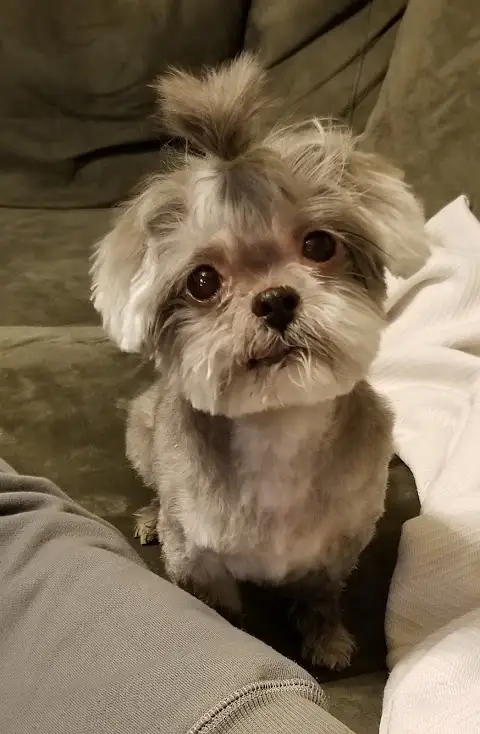 Topknots & Tails