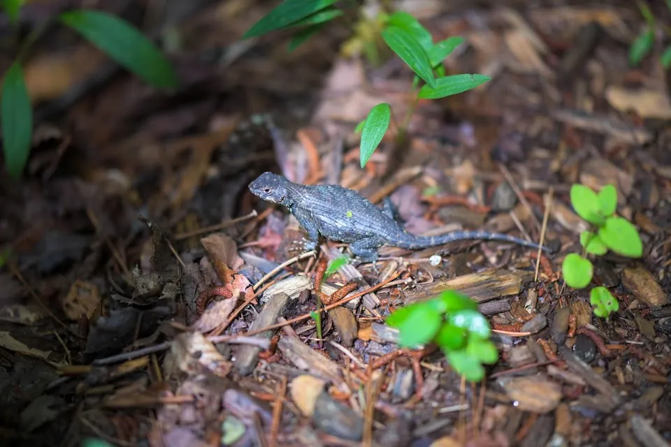 Tallulah State Park GA