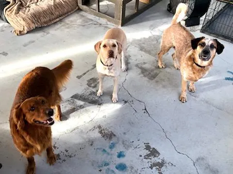 Tail Chasers Pet Boutique