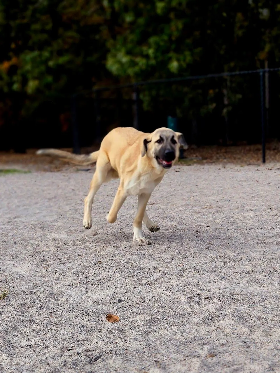 BarkPark