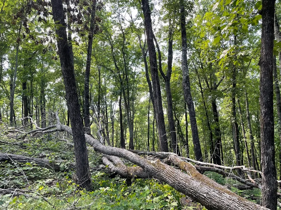 Burgess Mountain Trailhead