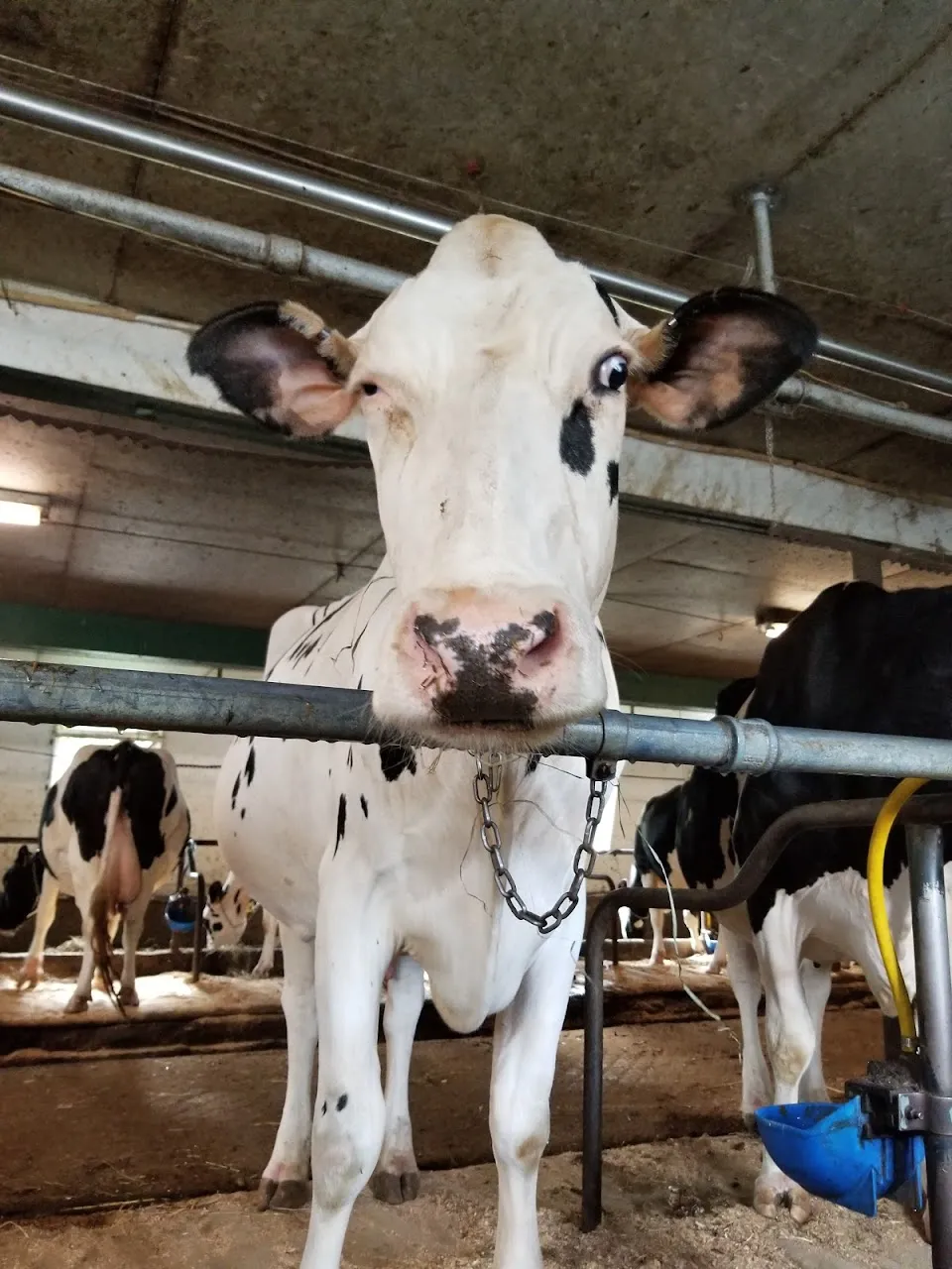 Sprucegate Holsteins Farm
