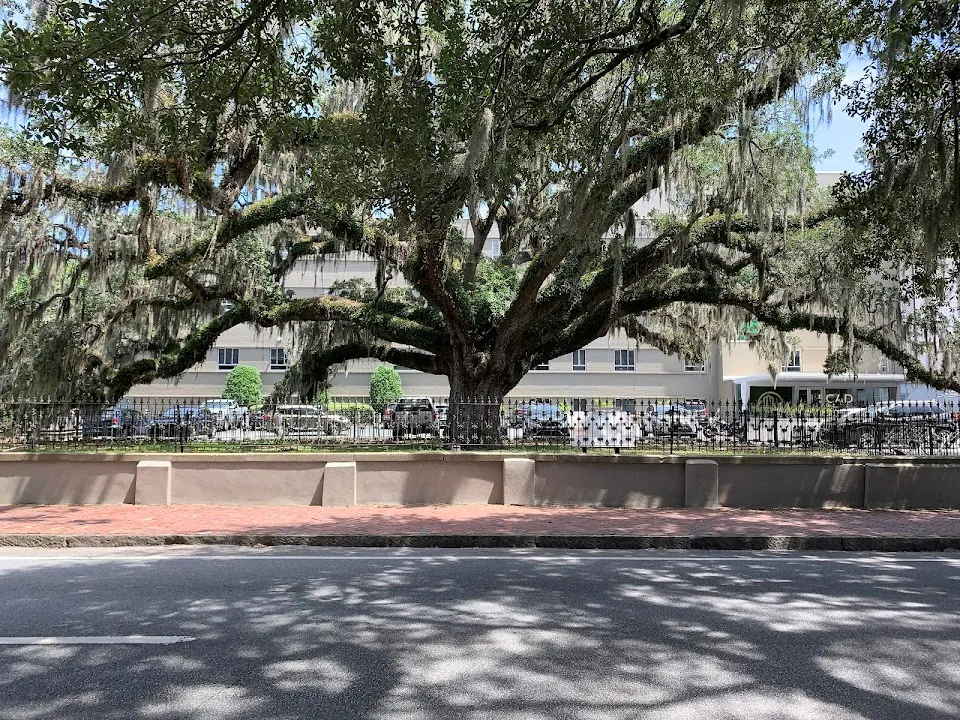 Candler Oak