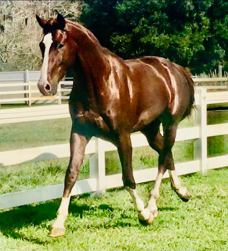 Flying Z Stables, Learn The Training Secrets of the Pros, Inc.