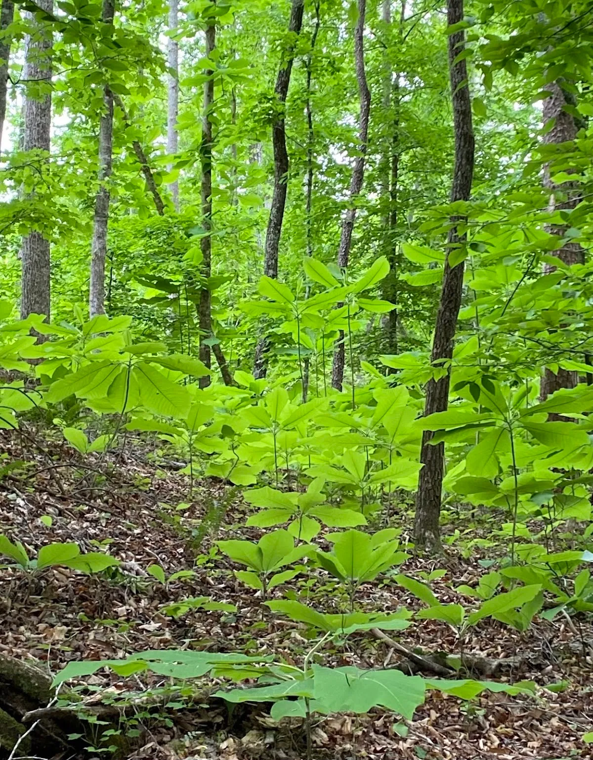 Etowah Hiking Trail