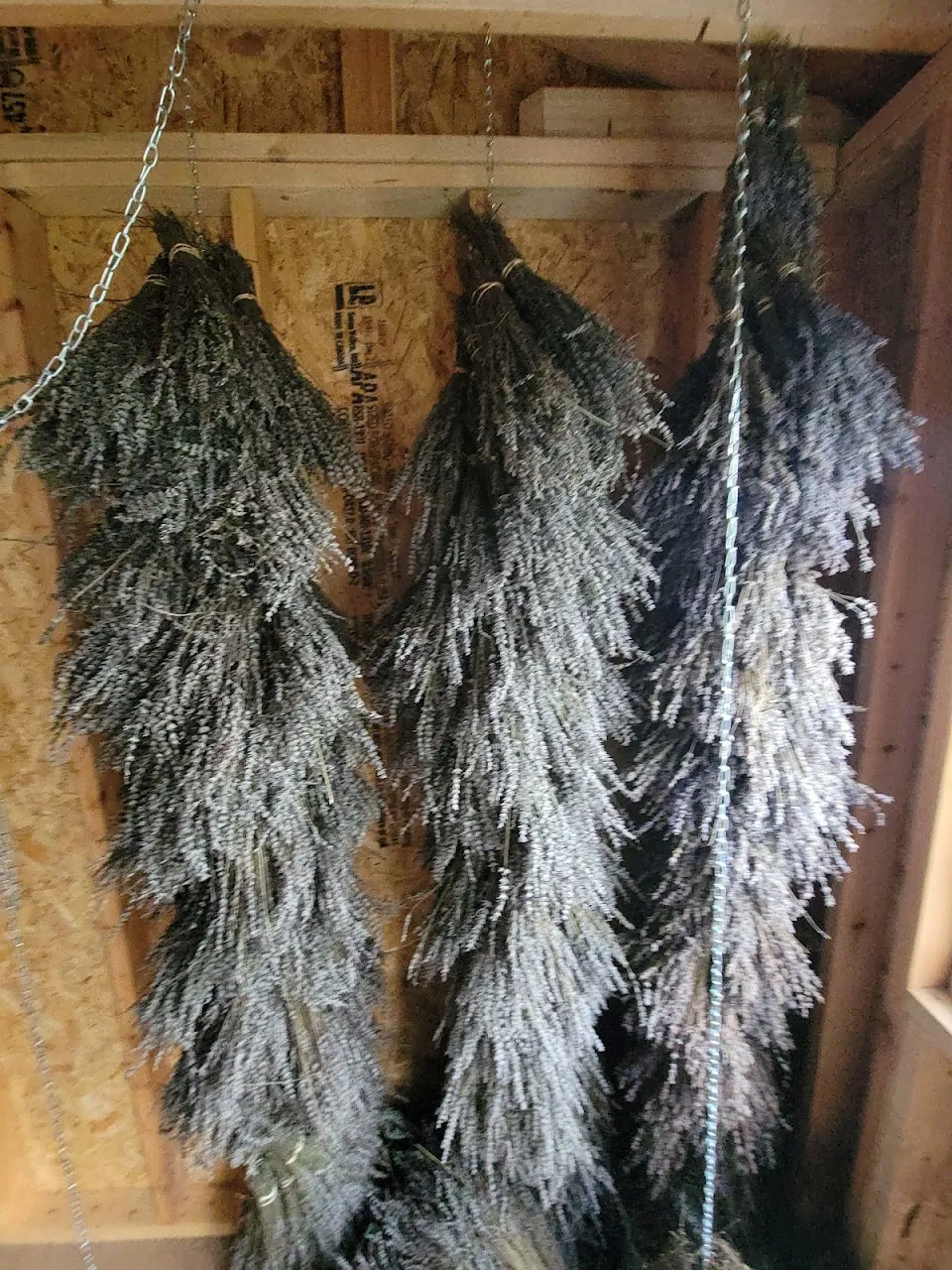 Walnut Hills Lavender And Herb Farm