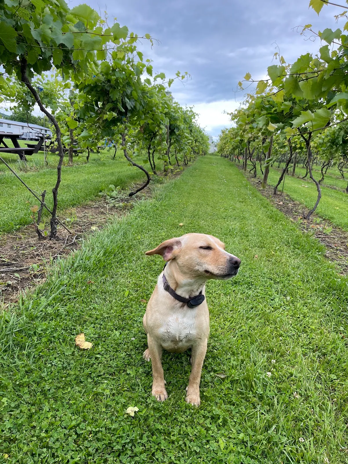 Middleburgh Winery, LLC