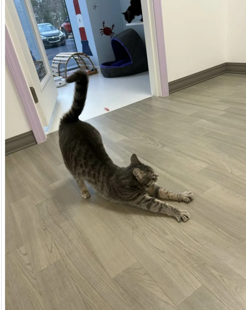 Happy Cat Hotel & Spa Johns Creek