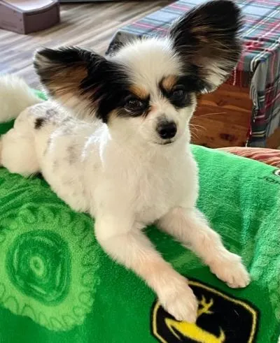 SARAHS DOG GROOMING STUDIO LLC