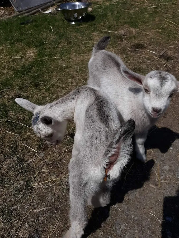 Black Goat Homestead