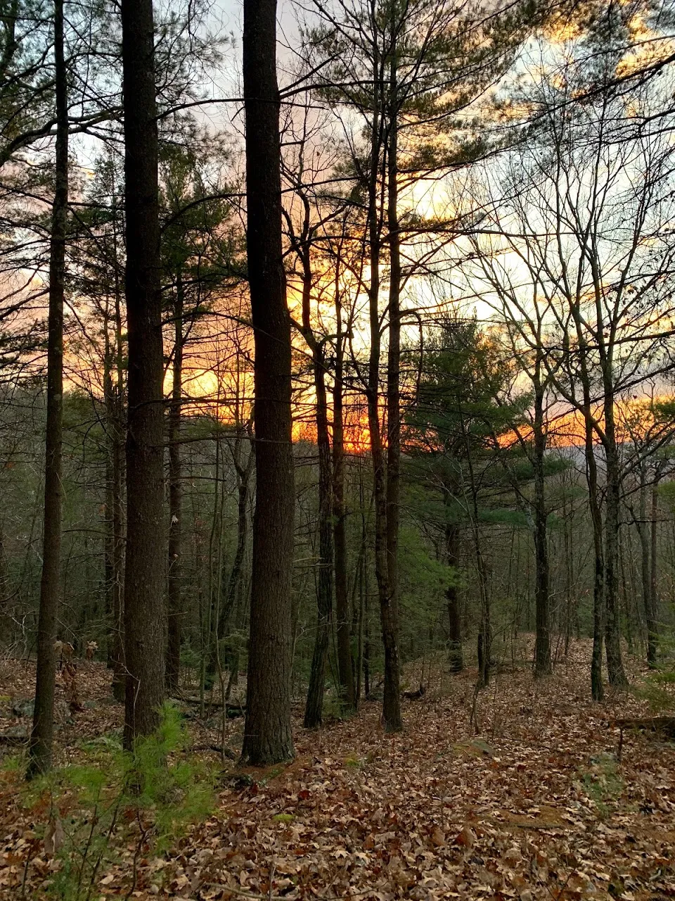 Huckleberry Ridge State Forest