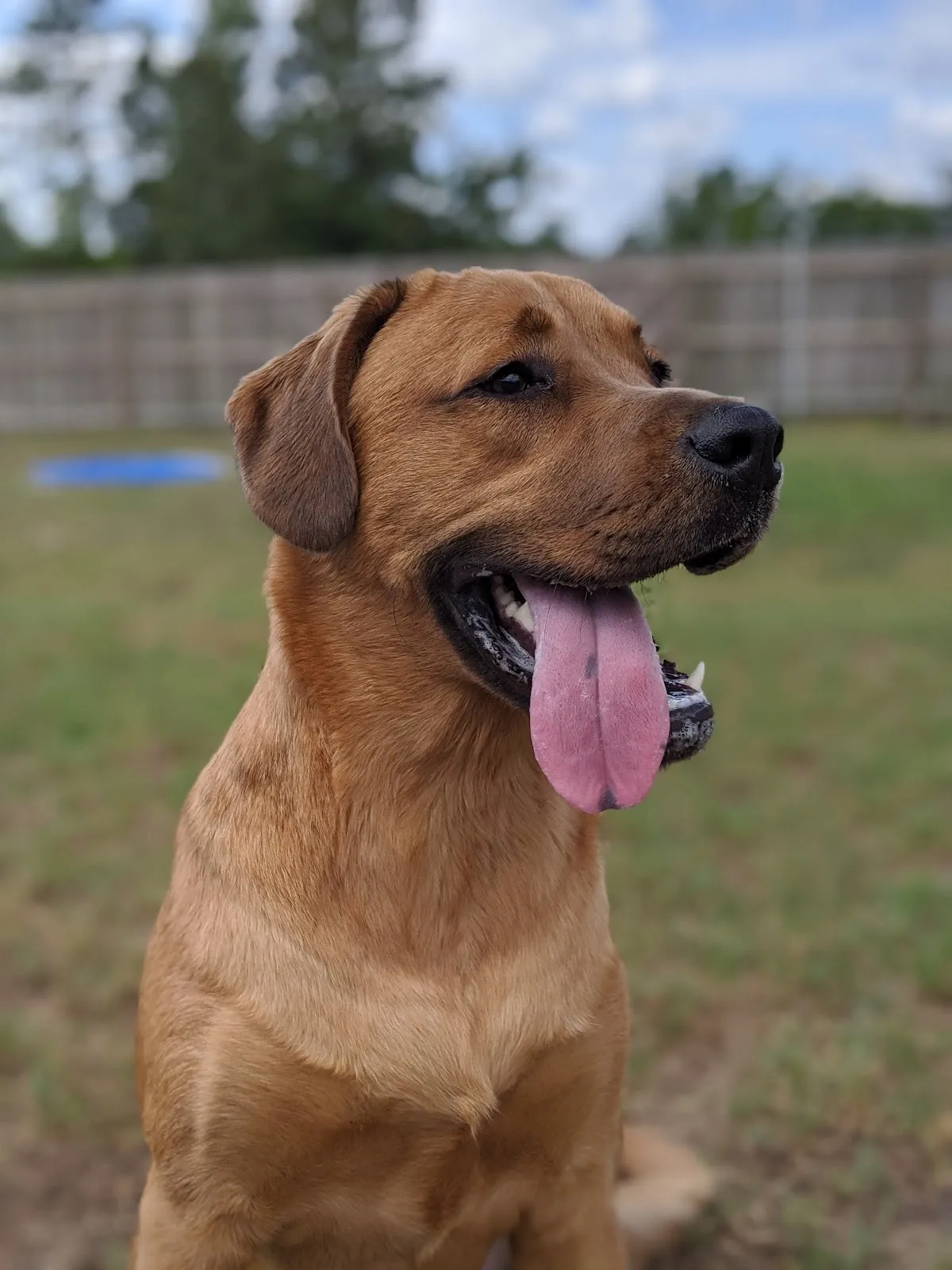 Panacea Pet Resort