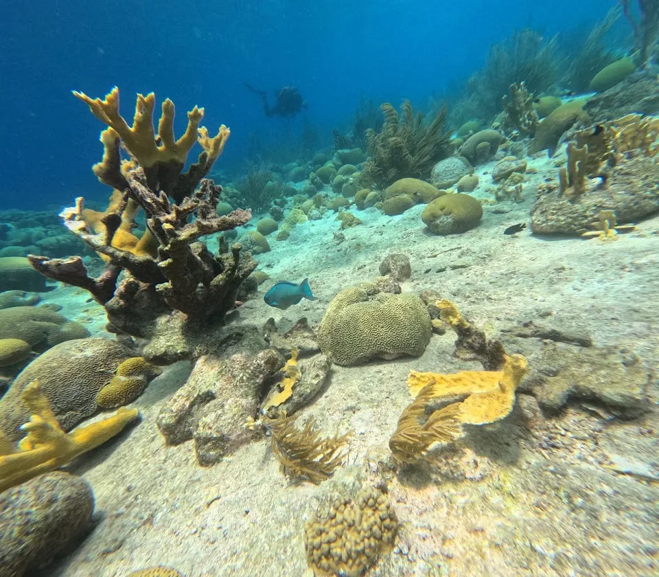 Nautical Adventures Scuba