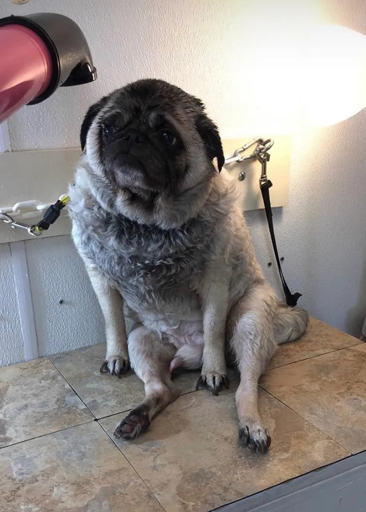 Shannon's Dog Grooming Shop