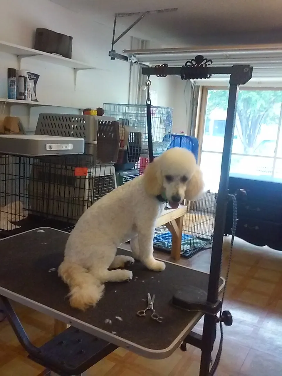 Puppy Luv Grooming
