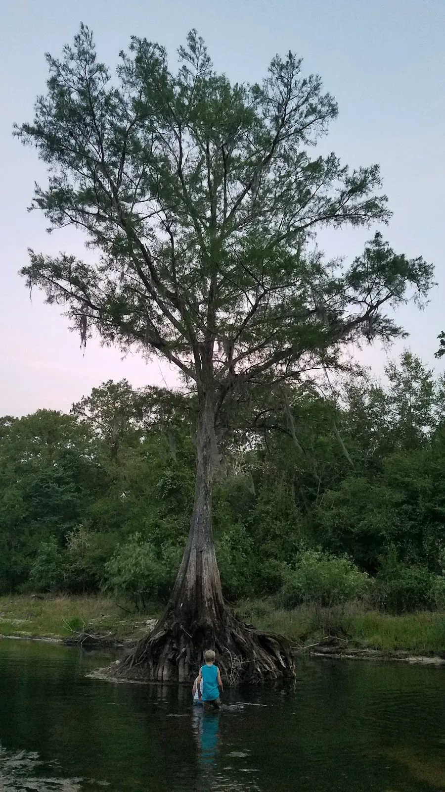 Withlacoochee State Forest