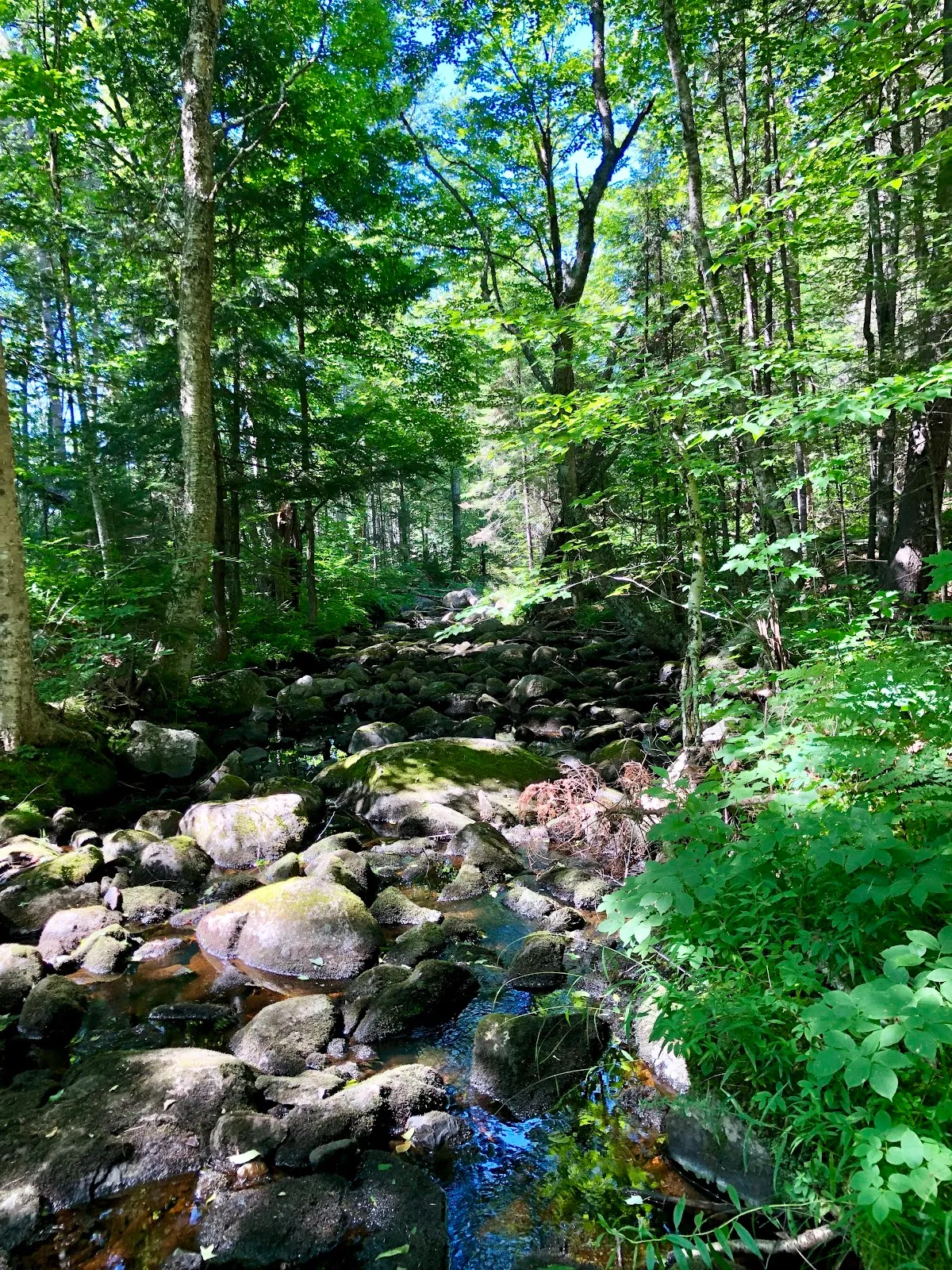Monadnock-Sunapee Greenway Trail, General Washington Shelter