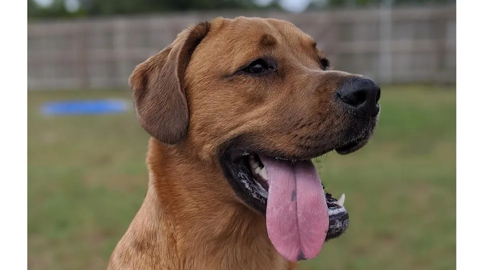 Panacea Pet Resort