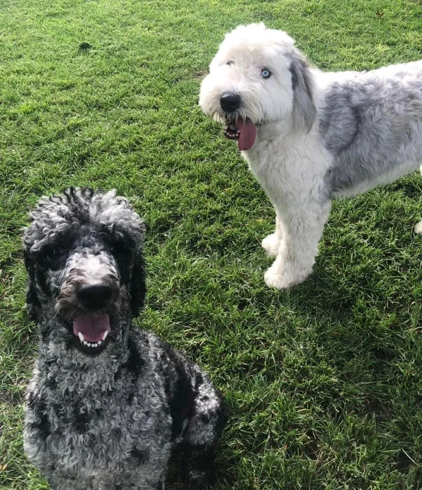 Posh Pups By Andrea Pet Resort