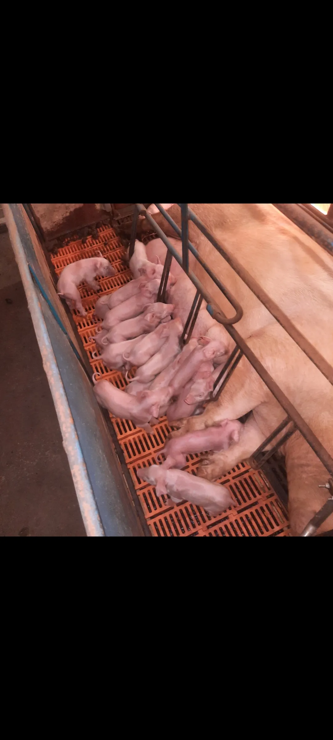 Anderson Farms Pork