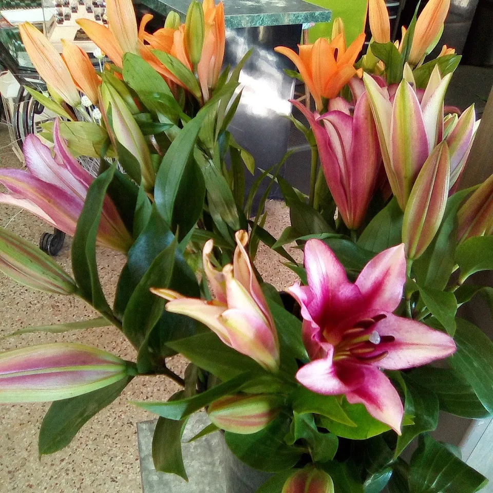 Pink Flamingo at Petals